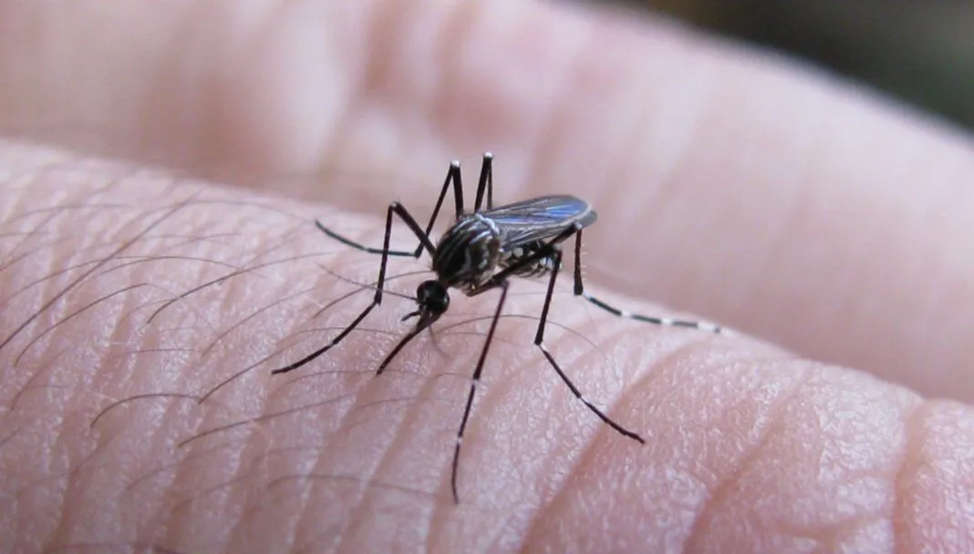 Dengue-1068x608