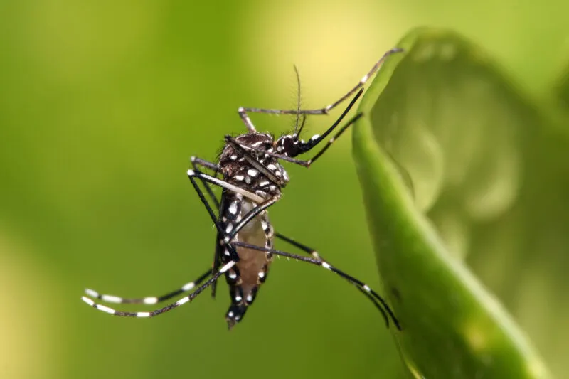 Aedes_aegypti-800x533